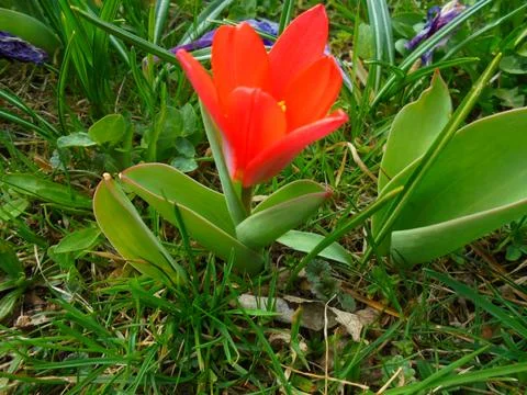 Dwarf red tulip blooming in spring grass, close-up in temperate garden Stock Photos