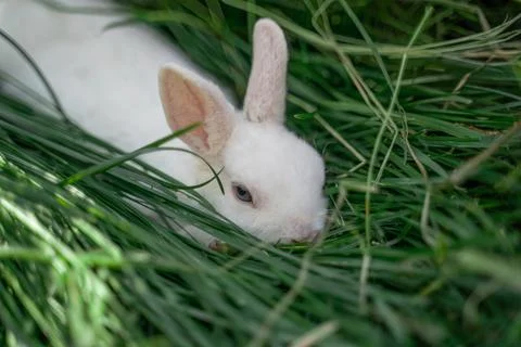Dwarf rex rabbit sitting on a green grass on a sunny day before Easter Stock Photos