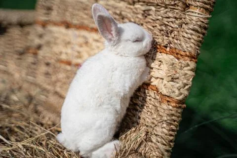 Dwarf rex rabbit sitting on a wicker basket on a sunny day before Easter Stock Photos