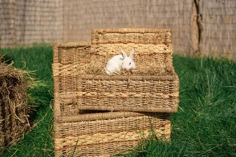 Dwarf rex rabbit sitting on a wicker basket on a sunny day before Easter Photos