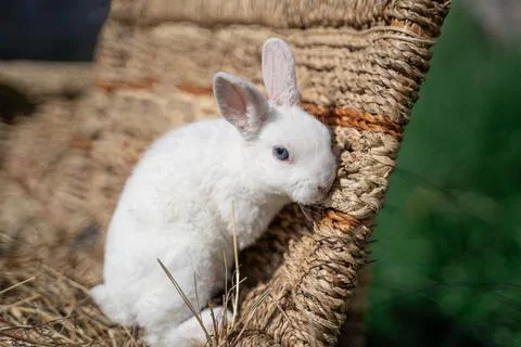 Dwarf rex rabbit sitting on a wicker basket on a sunny day before Easter Stock Photos