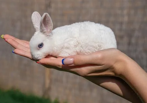 Dwarf rex rabbit sitting on a woman's hand on a sunny day before Easter Stock Photos