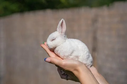 Dwarf rex rabbit sitting on a woman's hand on a sunny day before Easter Stock Photos