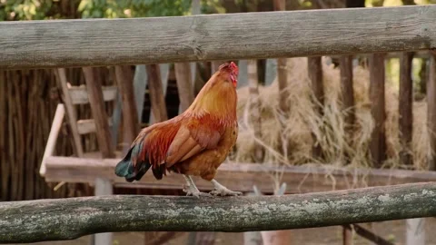 A dwarf rooster Vídeo Stock 160343096