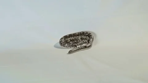 Dwarf sand boas Stock Footage 81620640