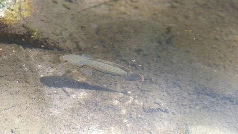 Dwarf snakehead in the water Stock Footage 79537433