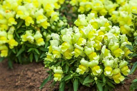 Dwarf snapdragons Stock Photos