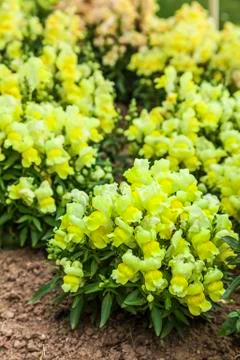 Dwarf snapdragons Stock Photos