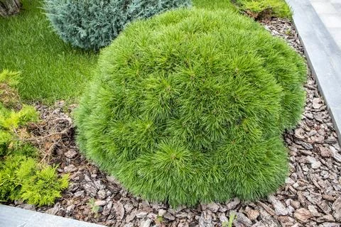 Dwarf spherical pine on bark mulch in garden, vivid evergreen, horizontal pho Stock Photos