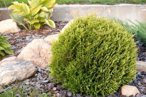 Dwarf spherical Thuja Stock Photos