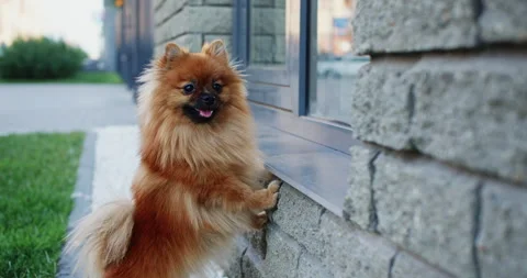 Dwarf Spitz dog waiting for owner outdoors Stock Footage 165801276