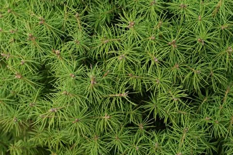 Dwarf spruce and its new young cones at the ends of branches Stock Photos
