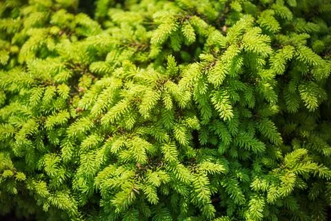 Dwarf spruce Nidiformis Stock Photos