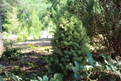 Dwarf spruce Stock Photos