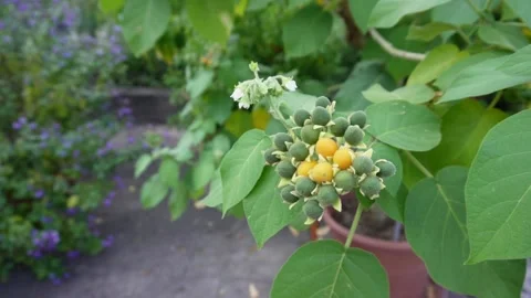 Dwarf tamarllo (Solanum abutiloides) -  HD, Slow Motion Stock Footage 208863744