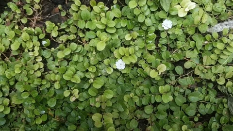 Dwarf Tiny Flowers and Leaves Video stock 325656371