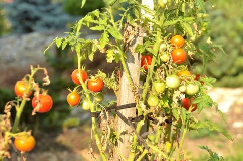 Dwarf tomato Stock Photos
