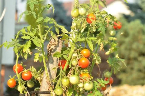 Dwarf tomato Stock Photos