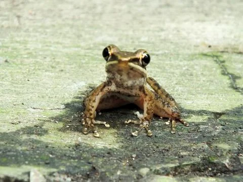 Dwarf Tree Frog resting on the ground Foto stock