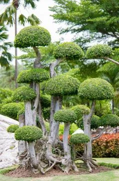 Dwarf tree Stock Photos