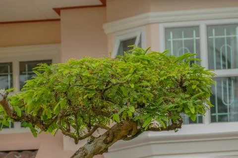 Dwarf tree Stock Photos