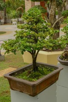 Dwarf tree in pot Stock Photos