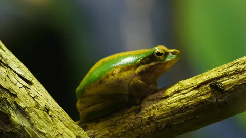 Dwarf tree tree Stock Footage 132611786