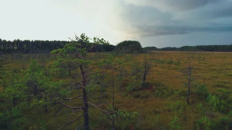 Dwarf trees Stock Footage 161356958