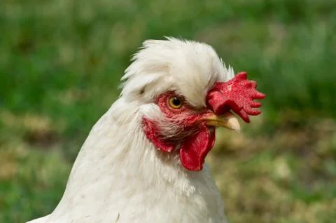 Dwarf tufted hens. Stock Photos