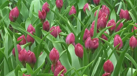 Dwarf tulips Stock Footage 10740595