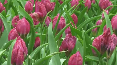 Dwarf tulips Stock Footage 10740605