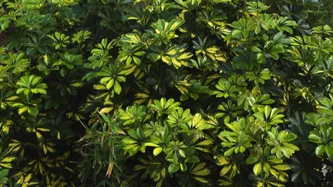 Dwarf umbrella tree leaves gently blowing in the wind Stock Footage 344855425