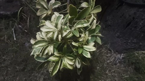 Dwarf umbrella tree at Night Video stock 289095992