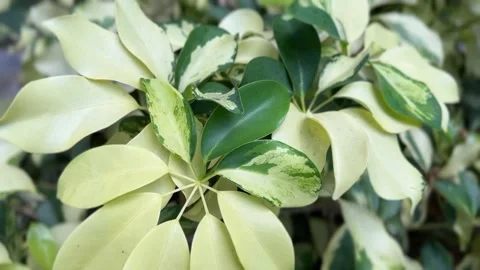 Dwarf Umbrella Tree with variegated green and yellow leaves Stock Footage 312855281