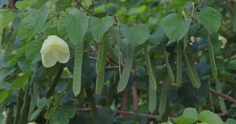 Dwarf White Bauhinia Stock Footage 166270128