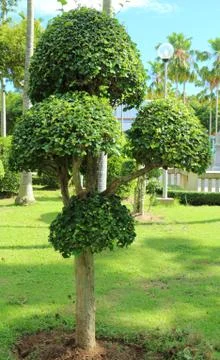 Dwarfed tree at garden Foto stock