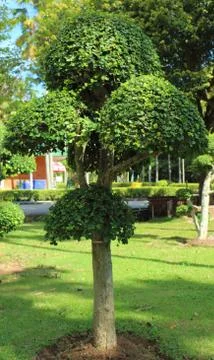 Dwarfed tree at garden Stock Photos