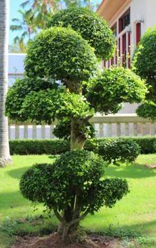 Dwarfed tree at garden Stock Photos
