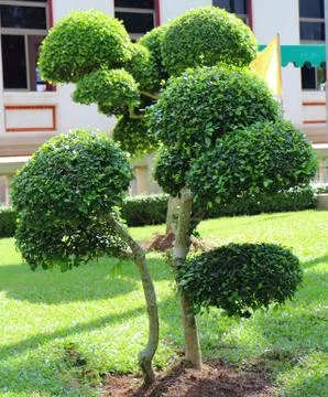 Dwarfed tree at garden Stock Photos