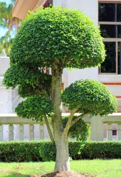 Dwarfed tree at garden Stock Photos