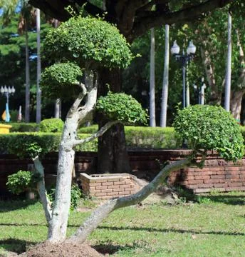 Dwarfed tree at garden Stock Photos