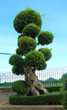 Dwarfed tree at garden Stock Photos