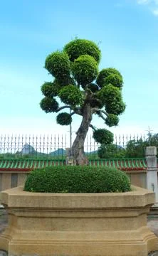 Dwarfed tree at garden Foto stock