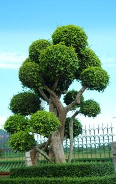 Dwarfed tree at garden Stock Photos