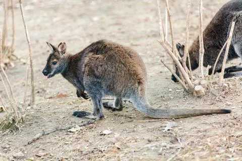 Dwarfish gray kangaroo Stock Photos