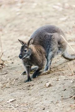 Dwarfish gray kangaroo Stock Photos