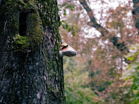 Dwarfs house in the forest Stock Photos
