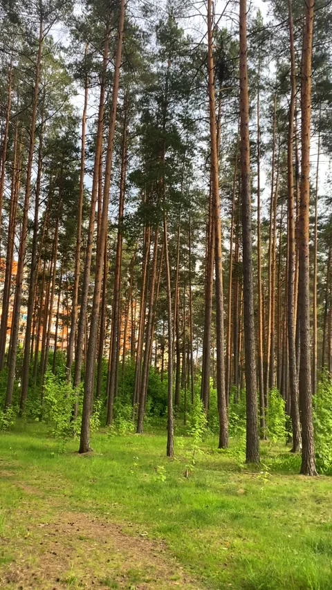 A dwelling house among the trees. Vertical video 库存影片 276179899
