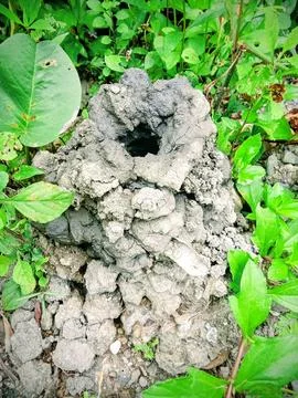 The dwelling of a small creature Foto stock