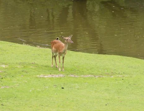 Dybowski deer Stock Photos
